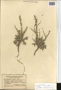 Pseudoclausia olgae (Regel & Schmalh.) Botsch., Middle Asia, Pamir & Pamiro-Alai (M2) (Uzbekistan)