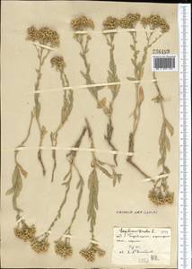 Lepidium chalepense L., Middle Asia, Syr-Darian deserts & Kyzylkum (M7) (Uzbekistan)