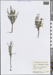 Jurinea stoechadifolia (M.Bieb.) DC., Crimea (KRYM) (Russia)