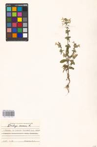 Stachys annua (L.) L., Eastern Europe, Moscow region (E4a) (Russia)