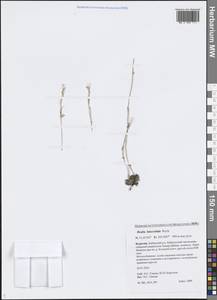 Draba cana Rydb., Siberia, Baikal & Transbaikal region (S4) (Russia)