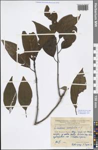 Lindera latifolia Hook. fil., South Asia, South Asia (Asia outside ex-Soviet states and Mongolia) (ASIA) (China)