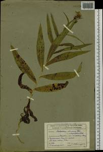 Lactuca sibirica (L.) Benth. ex Maxim., Siberia, Altai & Sayany Mountains (S2) (Russia)