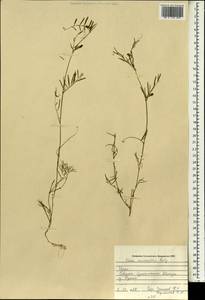 Vicia monantha, South Asia, South Asia (Asia outside ex-Soviet states and Mongolia) (ASIA) (Iraq)