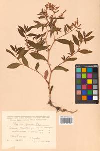 Koenigia ajanensis (Regel & Tiling) J.H.Xue, Chepinoga & K.P.Ma, Siberia, Russian Far East (S6) (Russia)