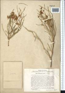 Calligonum triste Litv., Middle Asia, Northern & Central Kazakhstan (M10) (Kazakhstan)