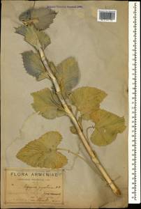 Eryngium giganteum M. Bieb., Caucasus, Armenia (K5) (Armenia)
