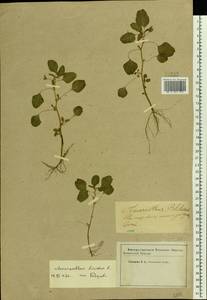 Amaranthus blitum L., Eastern Europe, Western region (E3) (Russia)