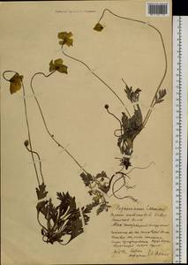 Papaver croceum subsp. chinense (Regel) Rändel, Siberia, Baikal & Transbaikal region (S4) (Russia)