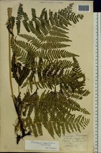Pteridium aquilinum (L.) Kuhn, Eastern Europe, West Ukrainian region (E13) (Ukraine)