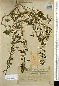 Blitum virgatum subsp. virgatum, Caucasus, Azerbaijan (K6) (Azerbaijan)