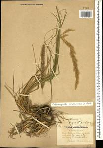 Calamagrostis arundinacea (L.) Roth, Caucasus, Azerbaijan (K6) (Azerbaijan)