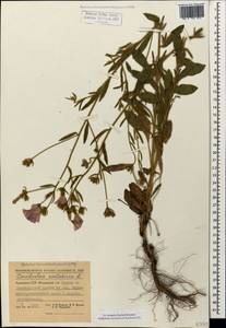 Convolvulus cantabrica L., Caucasus, Armenia (K5) (Armenia)