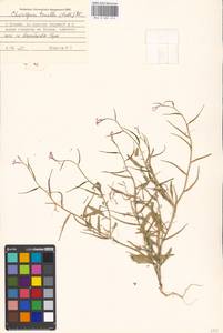 Chorispora tenella (Pall.) DC., Eastern Europe, Moscow region (E4a) (Russia)