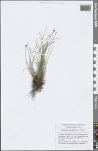 Eleocharis ovata (Roth) Roem. & Schult., Eastern Europe, Middle Volga region (E8) (Russia)