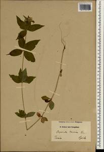 Asperula cretacea Willd. ex Roem. & Schult., South Asia, South Asia (Asia outside ex-Soviet states and Mongolia) (ASIA) (Iran)