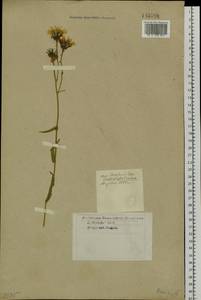 Picris, Siberia, Western Siberia (S1) (Russia)