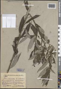 Salix triandra L., Eastern Europe, Lower Volga region (E9) (Russia)