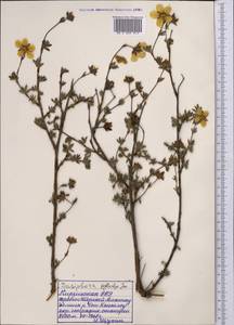 Dasiphora fruticosa (L.) Rydb., Middle Asia, Northern & Central Tian Shan (M4) (Kyrgyzstan)