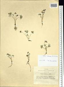 Viola multifida Willd. ex Roem. & Schult., Siberia, Altai & Sayany Mountains (S2) (Russia)