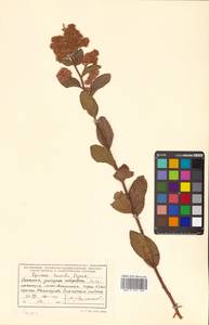 Spiraea salicifolia L., Siberia, Russian Far East (S6) (Russia)