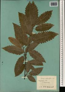 Quercus castaneifolia C.A.Mey., South Asia, South Asia (Asia outside ex-Soviet states and Mongolia) (ASIA) (Tajikistan)