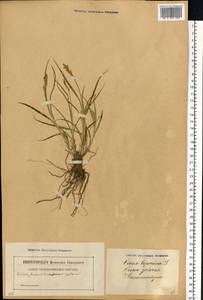 Carex leporina L., Eastern Europe, Latvia (E2b) (Latvia)