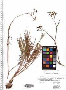 Ferula tatarica Fisch. ex Spreng., Eastern Europe, Eastern region (E10) (Russia)