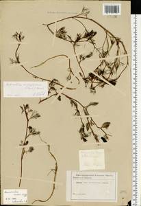 Ranunculus trichophyllus Chaix, Eastern Europe, South Ukrainian region (E12) (Ukraine)