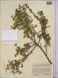 Caragana frutex (L.) K.Koch, Middle Asia, Muyunkumy, Balkhash & Betpak-Dala (M9) (Kazakhstan)