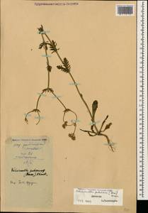 Valerianella uncinata (M. Bieb.) Dufr., Caucasus, Dagestan (K2) (Russia)