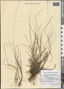 Carex brunnescens (Pers.) Poir., Eastern Europe, Northern region (E1) (Russia)