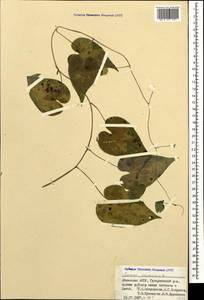 Dioscorea communis (L.) Caddick & Wilkin, Caucasus, Abkhazia (K4a) (Abkhazia)