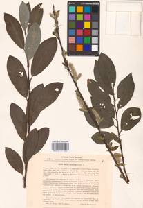 Salix ×laurina Sm., Eastern Europe, Latvia (E2b) (Latvia)