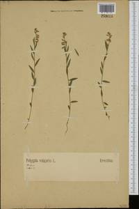 Polygala vulgaris, Western Europe (EUR) (Germany)