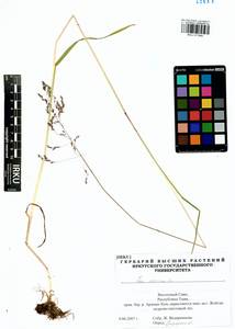 Poa sibirica Roshev., Siberia, Altai & Sayany Mountains (S2) (Russia)