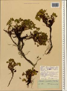 Sibbaldia parviflora Willd., Caucasus, North Ossetia, Ingushetia & Chechnya (K1c) (Russia)