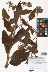 Symphytum asperum Lepech., Eastern Europe, Moscow region (E4a) (Russia)