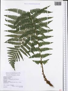 Dryopteris filix-mas (L.) Schott, Western Europe (EUR) (Germany)