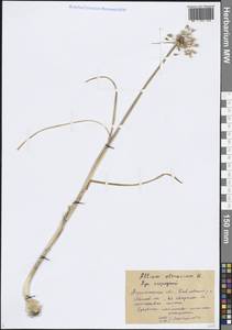 Allium oleraceum L., Eastern Europe, Central forest-and-steppe region (E6) (Russia)