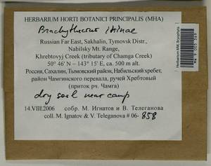 Brachythecium irinae Ignatov, Bryophytes, Bryophytes - Russian Far East (excl. Chukotka & Kamchatka) (B20) (Russia)