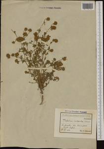 Trifolium campestre Schreb., Western Europe (EUR) (Bulgaria)