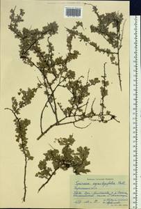 Spiraea aquilegifolia Pall., Siberia, Baikal & Transbaikal region (S4) (Russia)