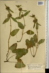 Phlomoides tuvinica (A.Schroet.) Kamelin, Adylov & Makhm., Mongolia (MONG) (Mongolia)