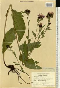 Centaurea pseudophrygia C. A. Mey., Eastern Europe, Middle Volga region (E8) (Russia)