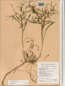 Cichorium spinosum L., South Asia, South Asia (Asia outside ex-Soviet states and Mongolia) (ASIA) (Cyprus)