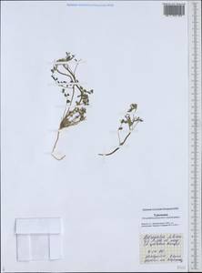 Astragalus filicaulis Kar. & Kir., Middle Asia, Karakum (M6) (Turkmenistan)