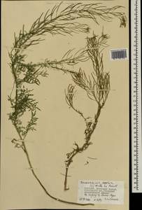 Descurainia sophia (L.) Webb ex Prantl, Mongolia (MONG) (Mongolia)