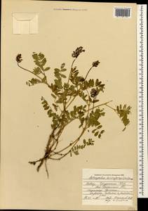 Astragalus brachytropis (Stev.) C. A. Mey., Caucasus, South Ossetia (K4b) (South Ossetia)