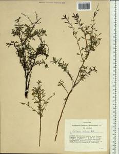 Spiraea alpina Pall., Siberia, Altai & Sayany Mountains (S2) (Russia)